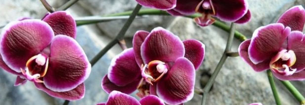 Vendita di Fiori di Bach a l'erboristeria La Felce a Torino Vendita di Fiori di Bach a l'erboristeria La Felce a Torino