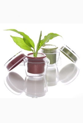 Fitocosmesi o cosmesi naturale da prodotti di origine vegetale a l'erboristeria La Felce a Torino